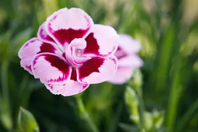 Dianthus caryophyllus (Tuinanjer) - afbeelding 70