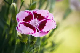 Dianthus caryophyllus (Tuinanjer) - afbeelding 71