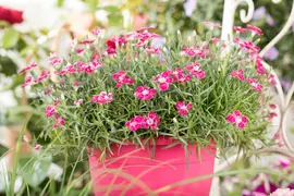 Dianthus caryophyllus (Tuinanjer) - afbeelding 75
