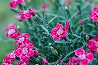 Dianthus caryophyllus (Tuinanjer) - afbeelding 76