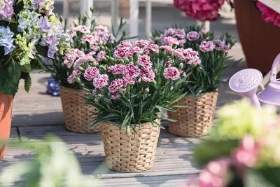 Dianthus caryophyllus (Tuinanjer) - afbeelding 79