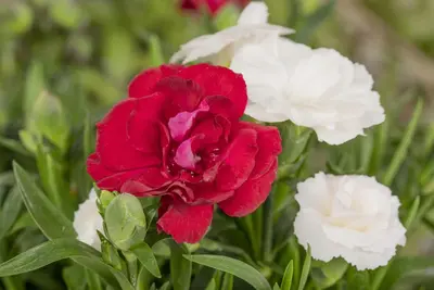 Dianthus caryophyllus (Tuinanjer) - afbeelding 80