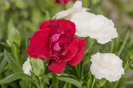 Dianthus caryophyllus (Tuinanjer) - afbeelding 80