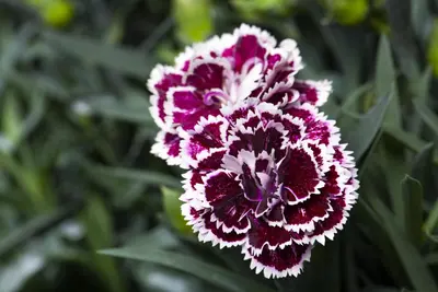 Dianthus caryophyllus (Tuinanjer) - afbeelding 81