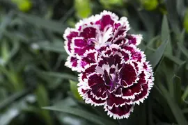 Dianthus caryophyllus (Tuinanjer) - afbeelding 81