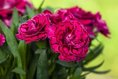 Dianthus caryophyllus (Tuinanjer) - afbeelding 83