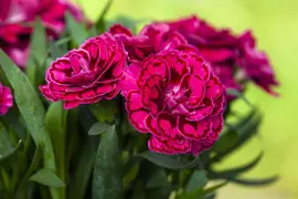 Dianthus caryophyllus (Tuinanjer) - afbeelding 83