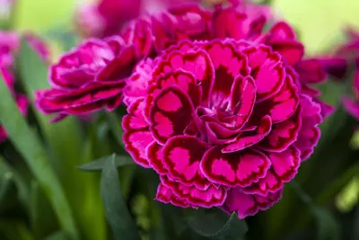 Dianthus caryophyllus (Tuinanjer) - afbeelding 84