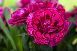 Dianthus caryophyllus (Tuinanjer) - afbeelding 84