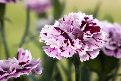Dianthus caryophyllus (Tuinanjer) - afbeelding 85