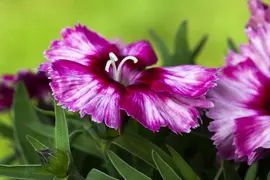 Dianthus caryophyllus (Tuinanjer) - afbeelding 87