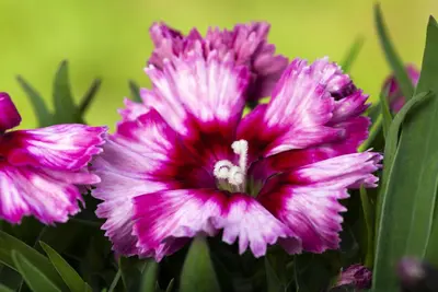 Dianthus caryophyllus (Tuinanjer) - afbeelding 88