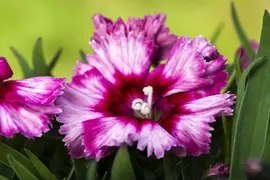 Dianthus caryophyllus (Tuinanjer) - afbeelding 88