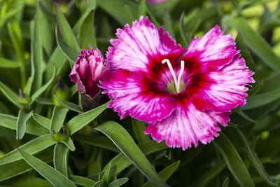 Dianthus caryophyllus (Tuinanjer) - afbeelding 89