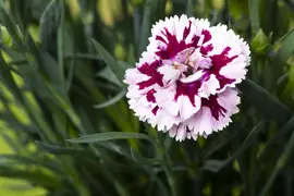 Dianthus caryophyllus (Tuinanjer) - afbeelding 91