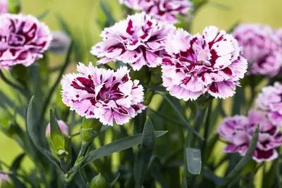 Dianthus caryophyllus (Tuinanjer) - afbeelding 92