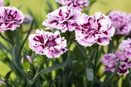Dianthus caryophyllus (Tuinanjer) - afbeelding 92