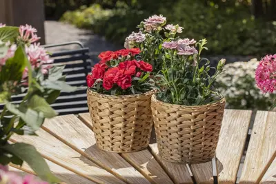 Dianthus caryophyllus (Tuinanjer) - afbeelding 94