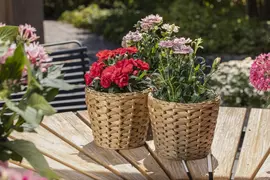 Dianthus caryophyllus (Tuinanjer) - afbeelding 94
