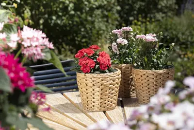 Dianthus caryophyllus (Tuinanjer) - afbeelding 95