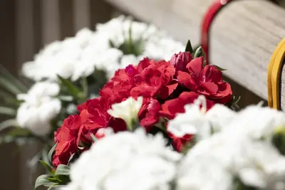 Dianthus caryophyllus (Tuinanjer) - afbeelding 96