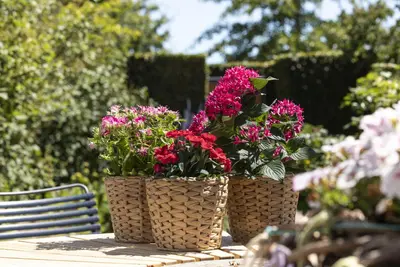 Dianthus caryophyllus (Tuinanjer) - afbeelding 98
