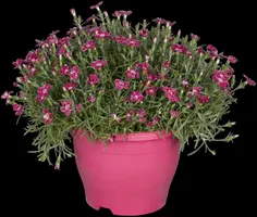 Dianthus caryophyllus (Tuinanjer) - afbeelding 77