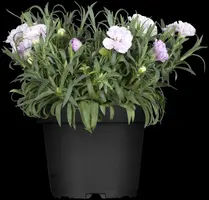 Dianthus caryophyllus (Tuinanjer) - afbeelding 24