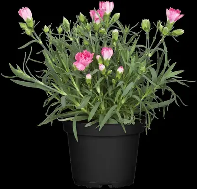 Dianthus caryophyllus (Tuinanjer) - afbeelding 61