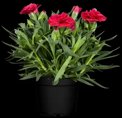 Dianthus caryophyllus (Tuinanjer) - afbeelding 28