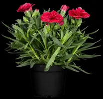 Dianthus caryophyllus (Tuinanjer) - afbeelding 28