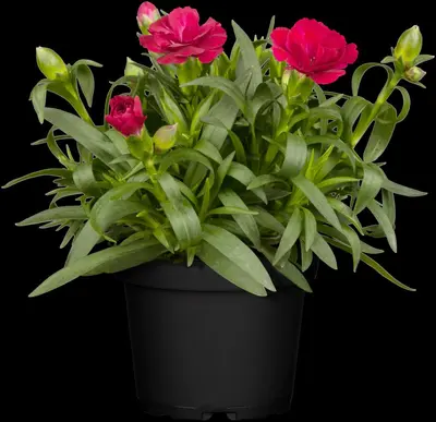 Dianthus caryophyllus (Tuinanjer) - afbeelding 8