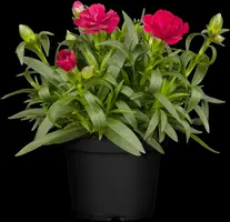 Dianthus caryophyllus (Tuinanjer) - afbeelding 8