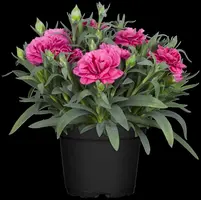 Dianthus caryophyllus (Tuinanjer) - afbeelding 31