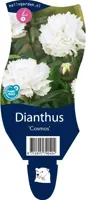 Dianthus cosmos (Anjer) - afbeelding 1