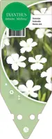 Dianthus Deltoides Albiflorus (Steenanjer) - afbeelding 1
