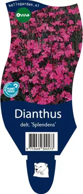 Dianthus deltoides 'Splendens' (Steenanjer) - afbeelding 1