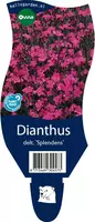 Dianthus deltoides 'Splendens' (Steenanjer) - afbeelding 1