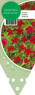 Dianthus Deltoides Splendens (Steenanjer) - afbeelding 1