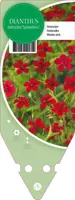 Dianthus Deltoides Splendens (Steenanjer) - afbeelding 1