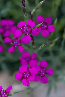Dianthus deltoides (Steenanjer) - afbeelding 3