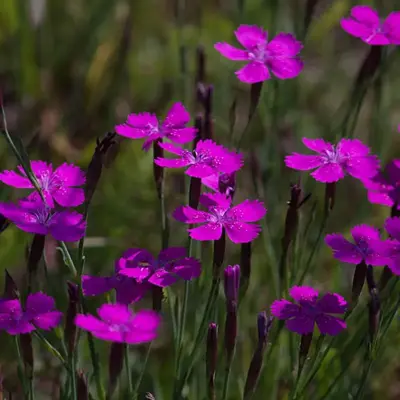 Dianthus deltoides (Steenanjer) - afbeelding 2