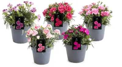 Dianthus Doublelicious (Dianthus-Mix) 30cm - afbeelding 1