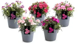 Dianthus Doublelicious (Dianthus-Mix) 30cm kopen?