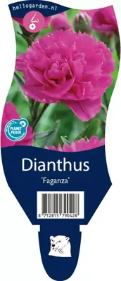 Dianthus faganza (Anjer) - afbeelding 1