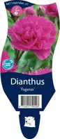 Dianthus faganza (Anjer) - afbeelding 1