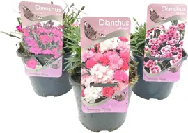 Dianthus Mix 'Scully', 'Pink Kissen', 'I love u' (Vlinderlokkend) 15cm - afbeelding 1