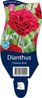 Dianthus 'Odessa Red' (Anjer) - afbeelding 1