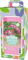 Dicentra roze 3 stuks - afbeelding 1