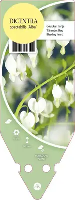 Dicentra Spectabilis Alba (Gebroken hartje) - afbeelding 1